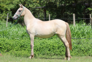 CAPITU DO PEQUIZEIRO