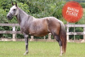 ÉGUA PRENHA - FESTA DO TENENTE