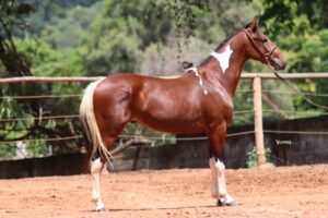 LARÊDO DA SANTA ESMERALDA