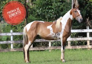 ÉGUA PRENHA - LUMA DO TENENTE