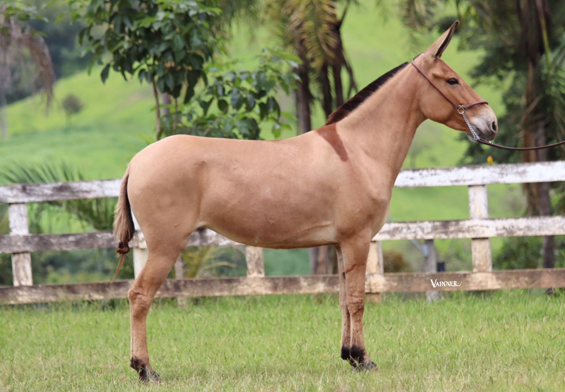 MEDALHA DO TENENTE - Imagem 4