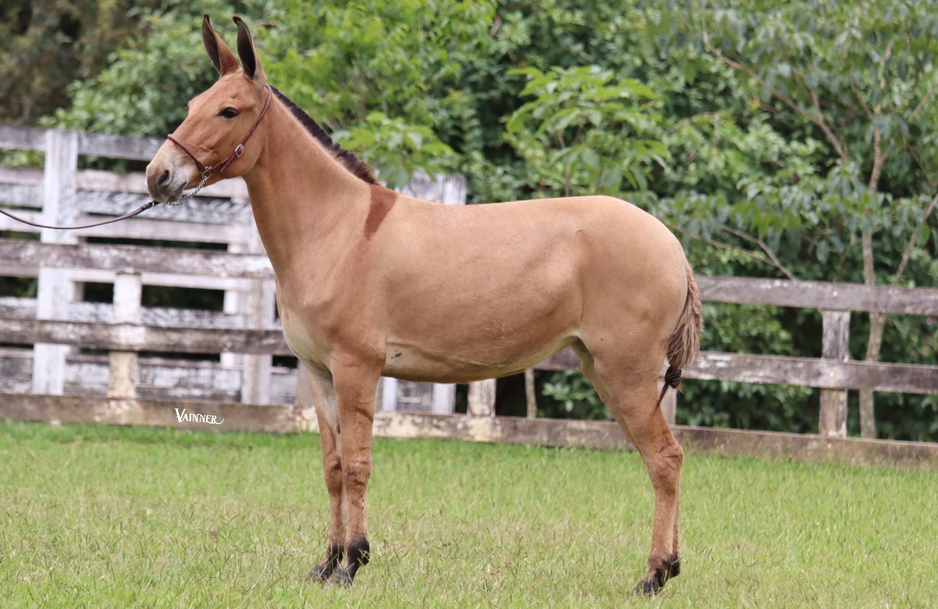 MEDALHA DO TENENTE - Imagem 2