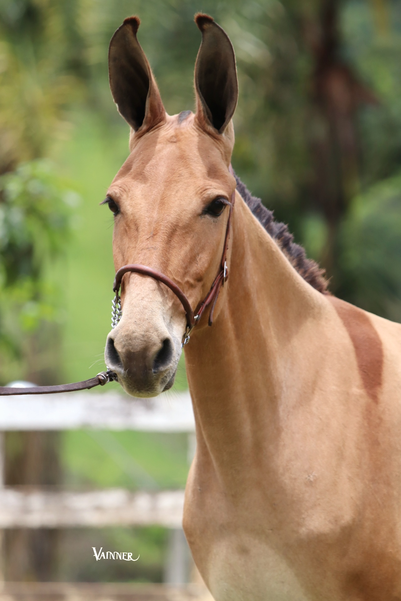 MEDALHA DO TENENTE - Imagem 3