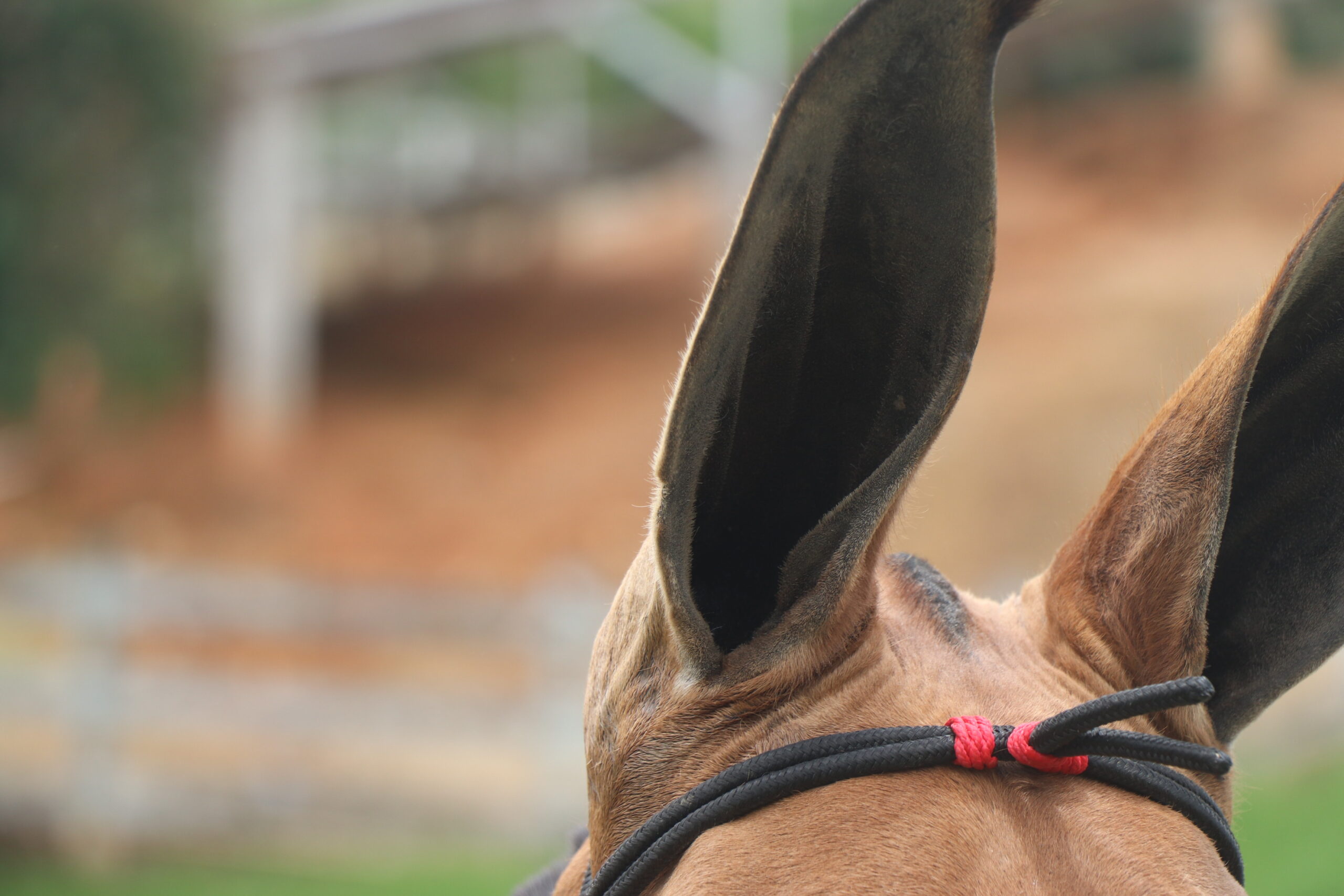 MEDALHA DO TENENTE - Imagem 5