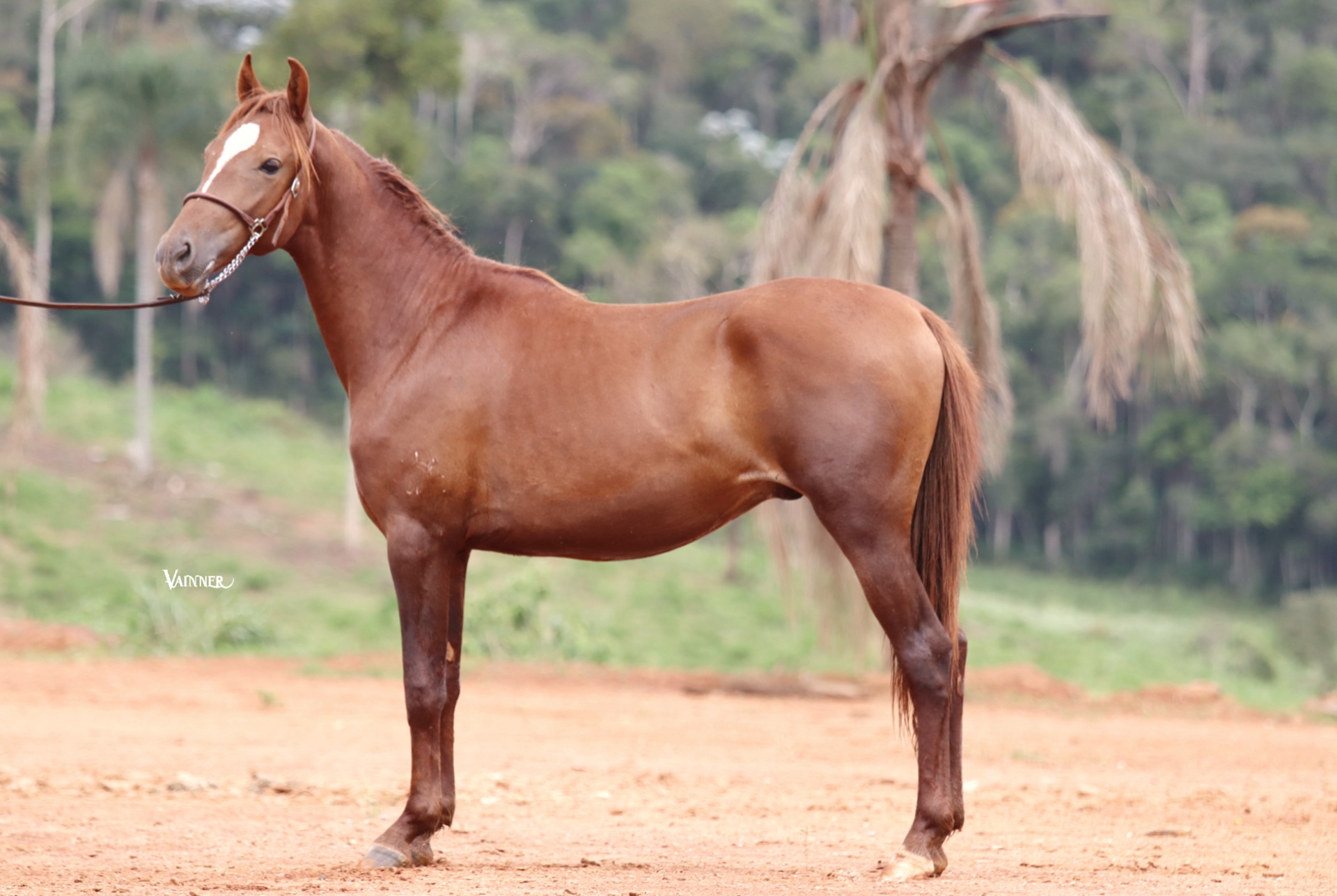 ATREVIDO DO SOLAR EXPOENTE