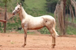 BARAO DO SOLAR EXPOENTE