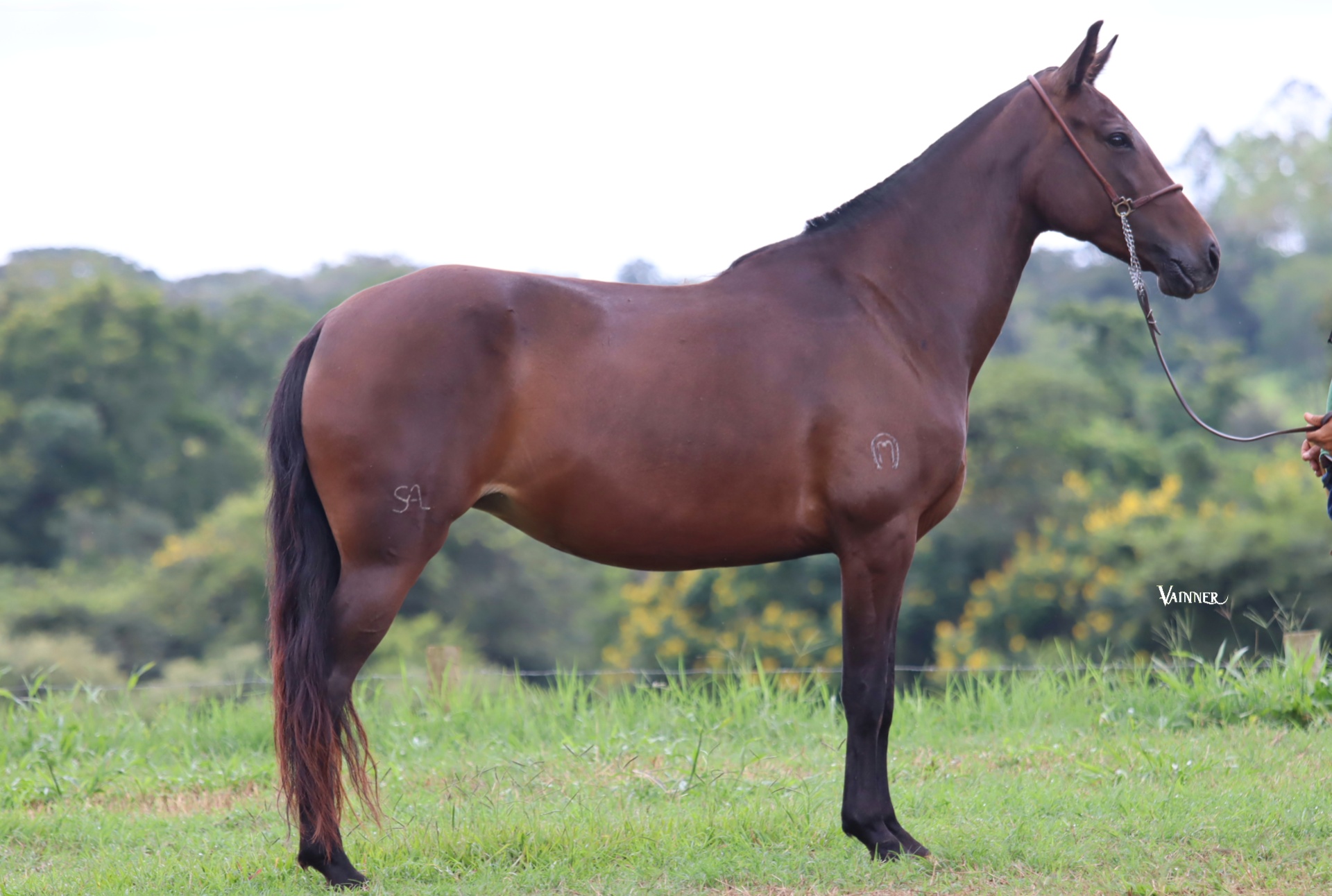 MADONA DA SANTA ALEGRIA