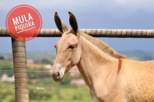 MULA PIQUIRA - MUCHACHA WC