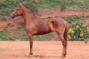 OSTENTAÇÃO DO ROBY