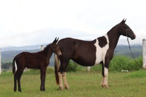 ÉGUA + BURRO - PRECIOSA WC