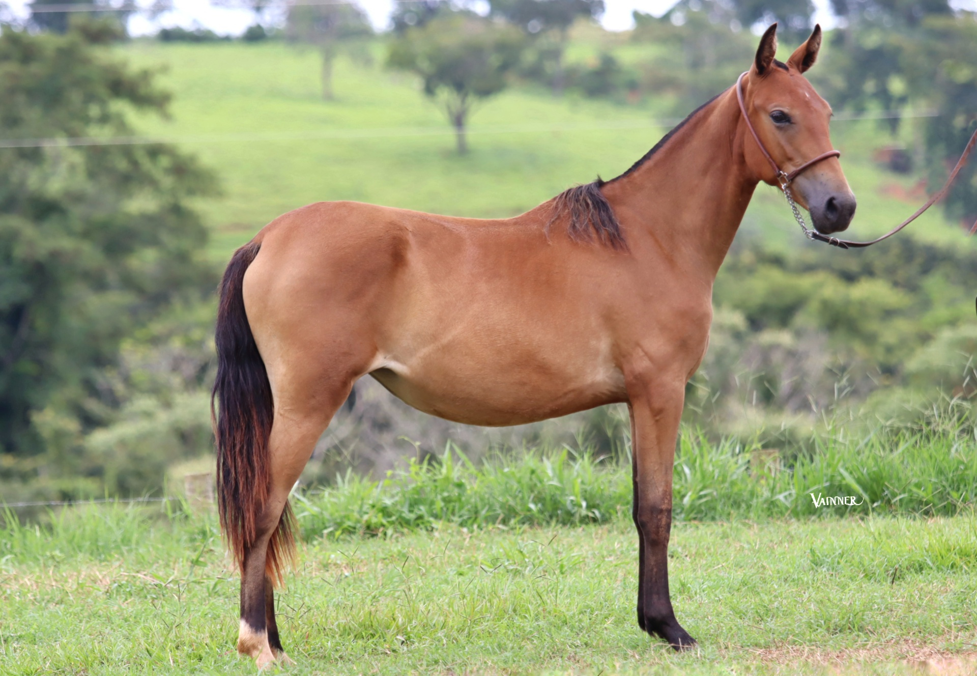 ROMA DA SANTA ALEGRIA