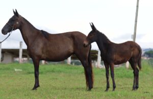 ÉGUA PRENHA + BURRO - SÁTIRA DA VARZEA BONITA