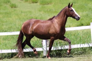 ÉGUA PRENHA - GOVINDA CAPIM FINO