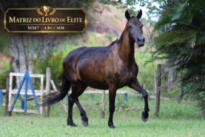 DOADORA PRENHA - JUMA DO JACURUTU