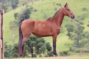 NINFA JJL DUAS IRMÃS