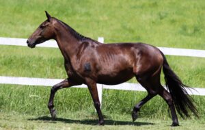 ÉGUA PRENHA - QUIBRUTA DA MEDIAÇÃO