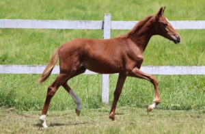 SAMURAI DA MEDIAÇÃO