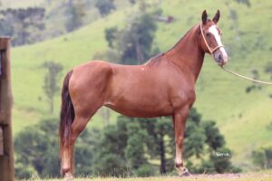 SONHADA DO CANTAGALLO