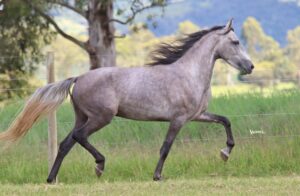 BAILE VERTENTE DO REBANHO