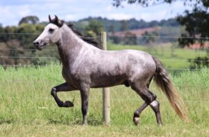 BRONZE VERTENTE DO REBANHO