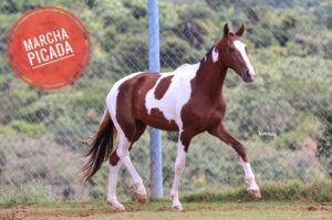 POTRA PRENHA - CAPRICHOSA ESTRELA DA PREMIUM