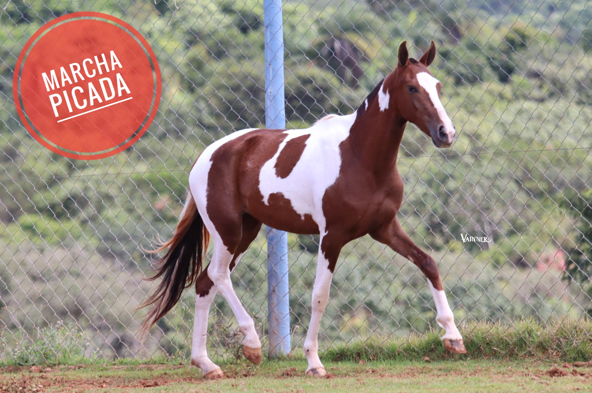 POTRA PRENHA - CAPRICHOSA ESTRELA DA PREMIUM