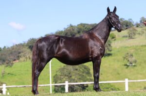 CINDERELA DO BAMBUZAL