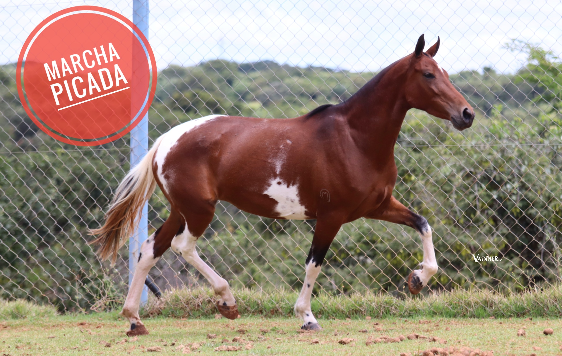 DUQUEZA ESTRELA DA PREMIUM