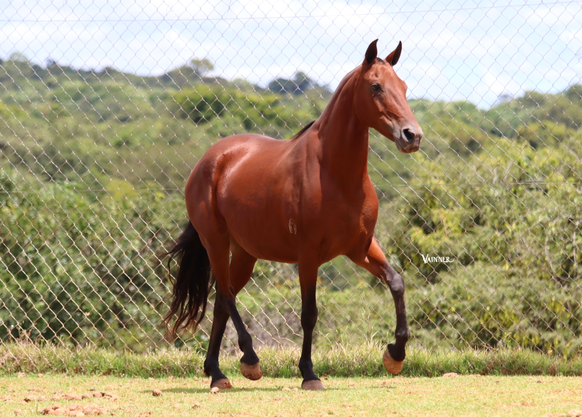 ÉGUA PRENHA - ESPERANÇA RS DO CRYSTAL BRASIL