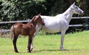 ÉGUA + POTRO - FAVACHO ALARMADA