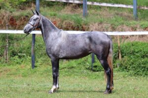 FAVACHO NÃO PODE PARAR