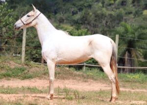 ÉGUA PRENHA - GARÇA DE TIRADENTES