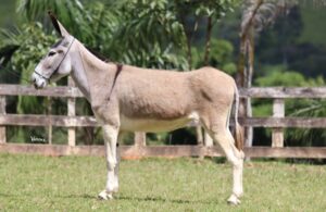 JUMENTA PRENHA - GARDENIA DO TENENTE
