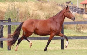 ÉGUA PRENHA - GASH MAQUITRI