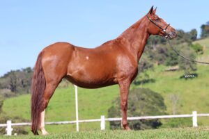 GLENDA DAS ÁGUAS JM