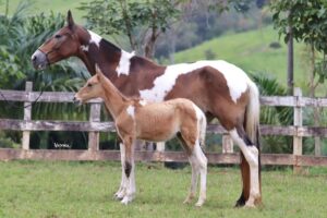 ÉGUA + POTRA - GRIFE DA VEREDA