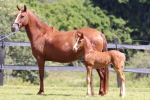 ÉGUA + POTRO - HASMIK MAQUITRI