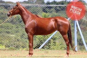 ÉGUA PRENHA - HORTELÃ RS DO CRYSTAL BRASIL