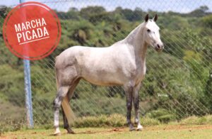 ÉGUA PRENHA - HORTÊNCIA RS DO CRYSTAL BRASIL