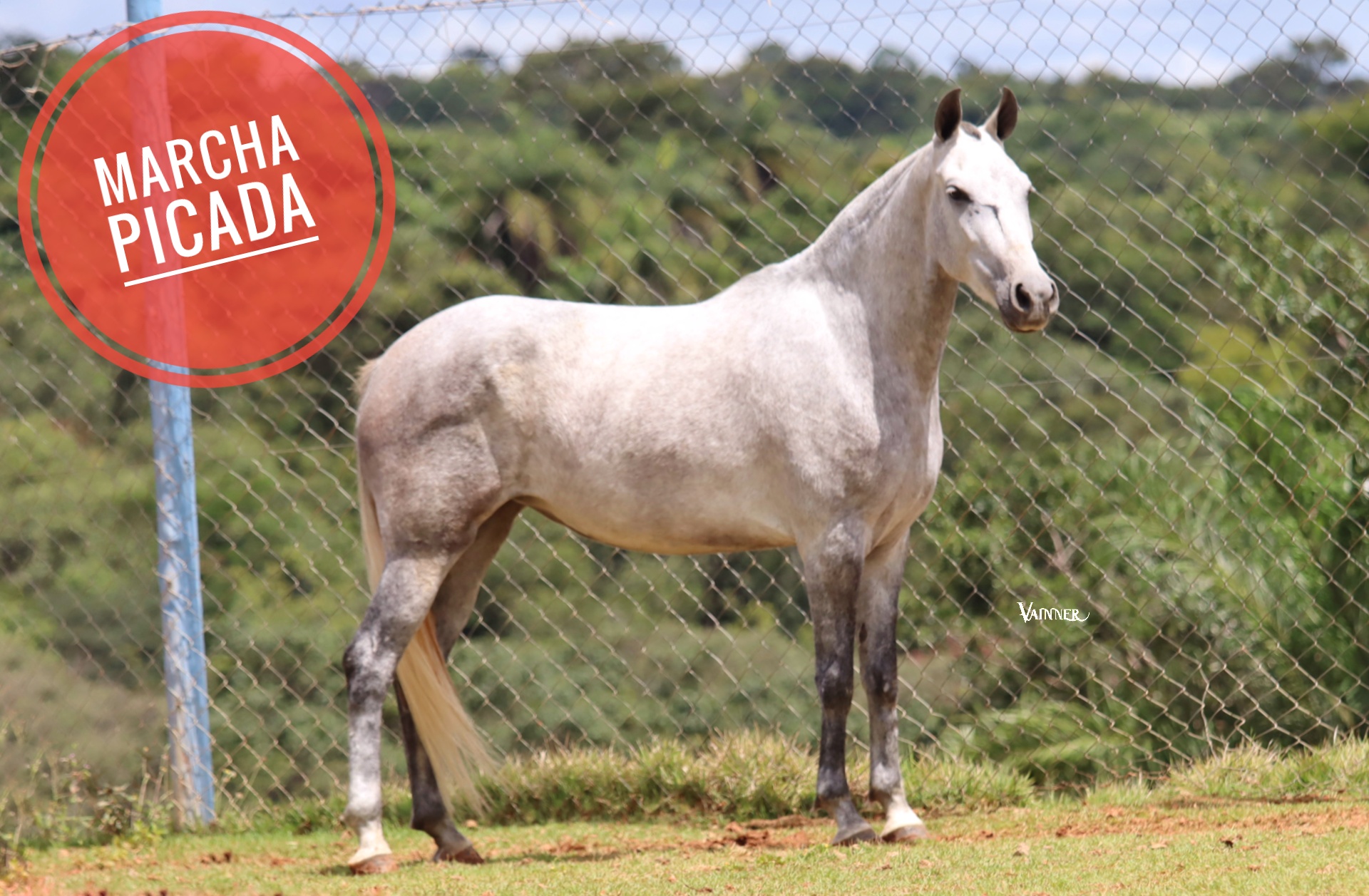 ÉGUA PRENHA - HORTÊNCIA RS DO CRYSTAL BRASIL