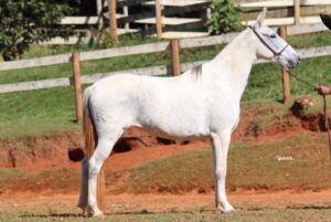 NEFERTITE DO REFÚGIO