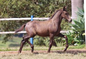 QUAROBA RECANTO DAS PEDRAS
