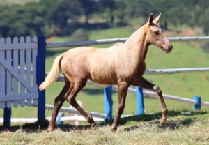 QUIMERA RECANTO DAS PEDRAS