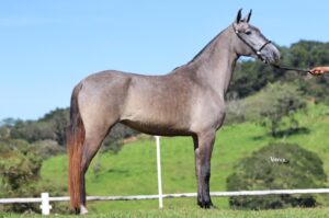 RENA RECANTO DAS PEDRAS