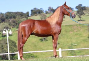 SULTÃO RECANTO DAS PEDRAS