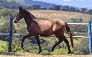 TAPAJOS RECANTO DAS PEDRAS