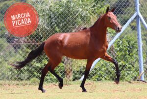 POTRA PRENHA - ZARA MARCA M