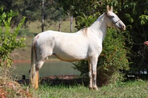 AMARULLA DO CONQUEST