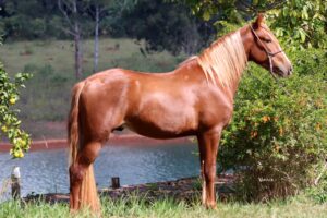 DUCALI DO CONQUEST