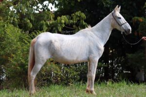 FANTA DO HARAS ALICE